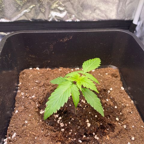 Mimosa Automatic growlog timeline photo