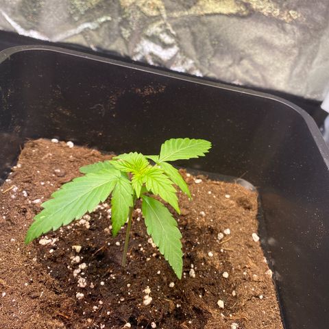 Mimosa Automatic growlog timeline photo
