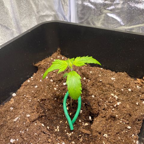 Bubble Kush Automatic growlog photo: they didn’t handled the water in the bottom of the pot so well, won’t donit again
