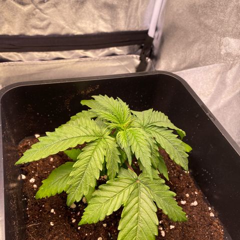 Mimosa Automatic growlog timeline photo