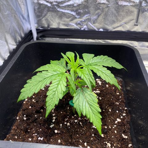 Bubble Kush Automatic growlog timeline photo