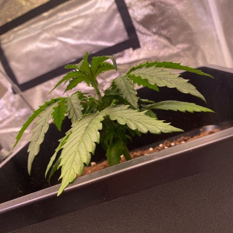 Mimosa Automatic growlog timeline photo