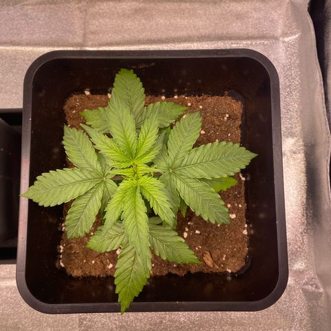Mimosa Automatic growlog timeline photo