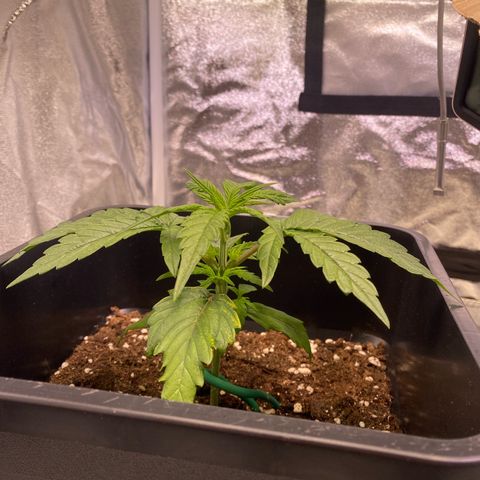 Bubble Kush Automatic growlog timeline photo
