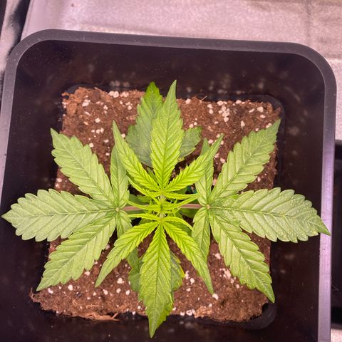 Bubble Kush Automatic growlog timeline photo