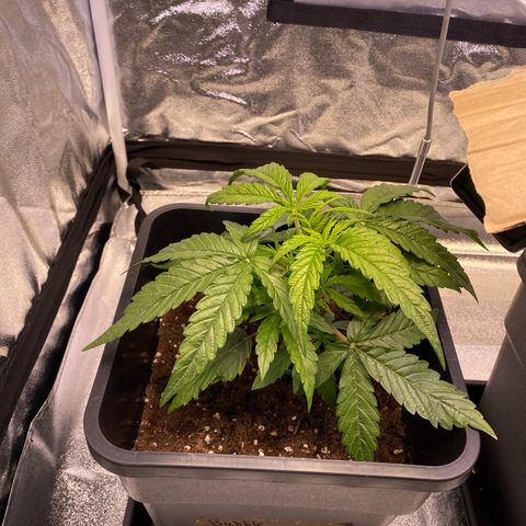 Bubble Kush Automatic growlog timeline photo