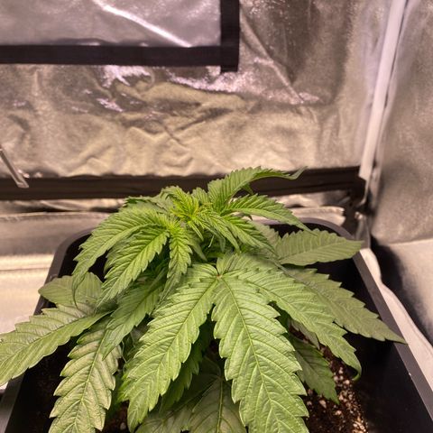Mimosa Automatic growlog timeline photo