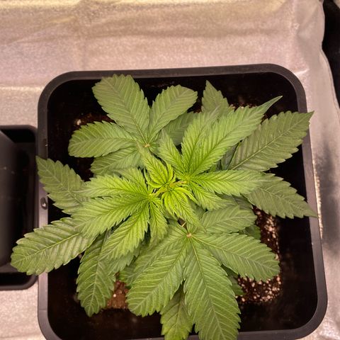 Mimosa Automatic growlog timeline photo