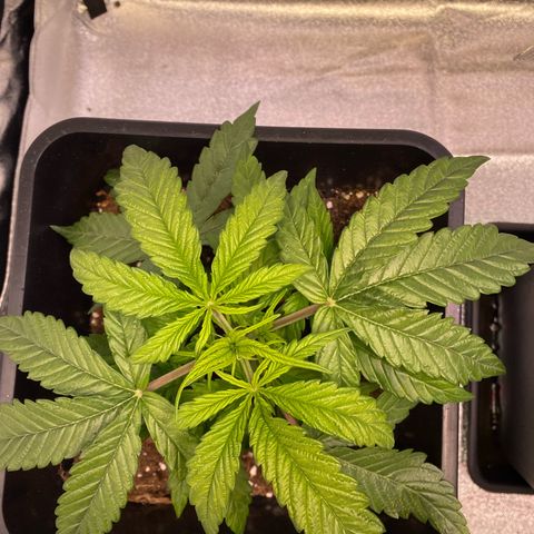 Bubble Kush Automatic growlog timeline photo
