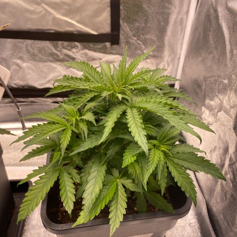 Mimosa Automatic growlog timeline photo