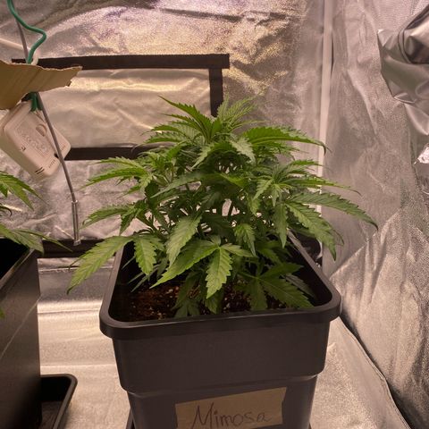 Mimosa Automatic growlog timeline photo