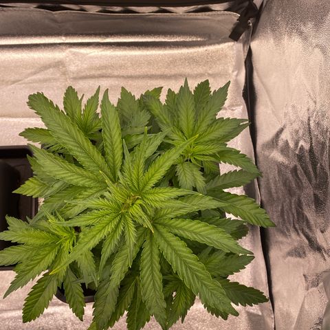 Mimosa Automatic growlog timeline photo