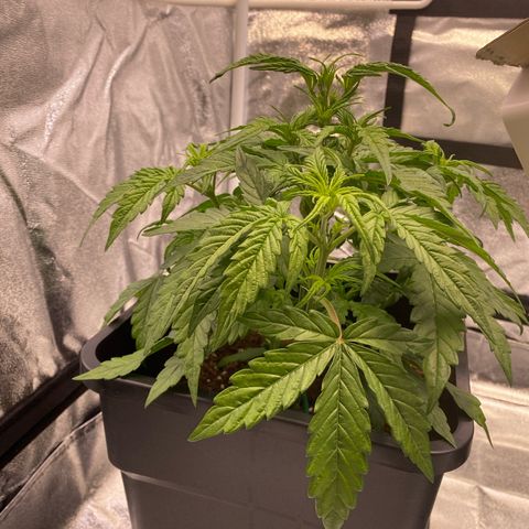 Bubble Kush Automatic growlog timeline photo