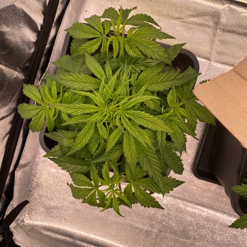 Bubble Kush Automatic growlog timeline photo