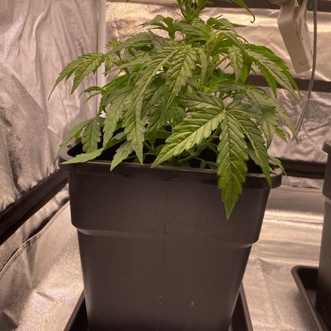 Bubble Kush Automatic growlog timeline photo