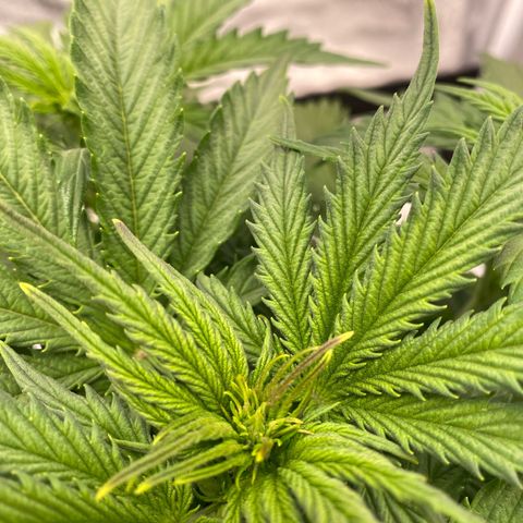 Mimosa Automatic growlog timeline photo