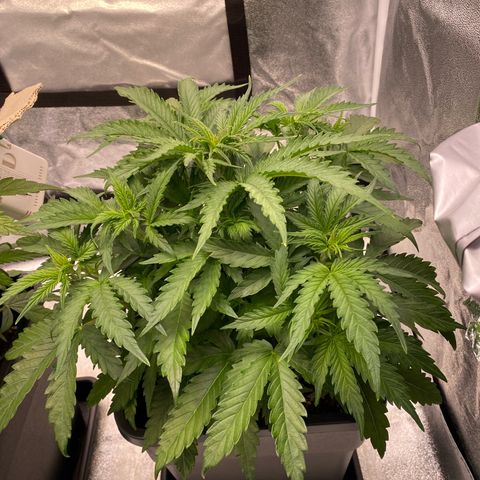 Mimosa Automatic growlog timeline photo