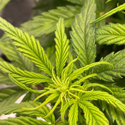 Bubble Kush Automatic growlog timeline photo