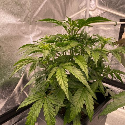 Bubble Kush Automatic growlog timeline photo
