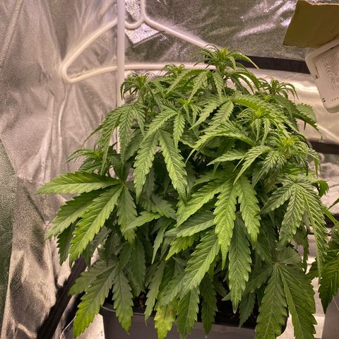 Mimosa Automatic growlog timeline photo