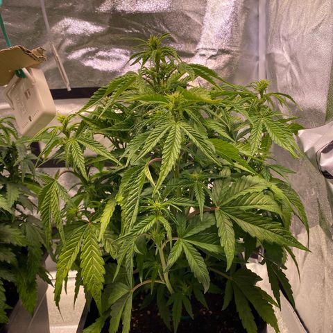Bubble Kush Automatic growlog timeline photo