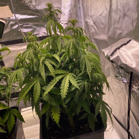 Mimosa Automatic growlog photo: Thirsty 
