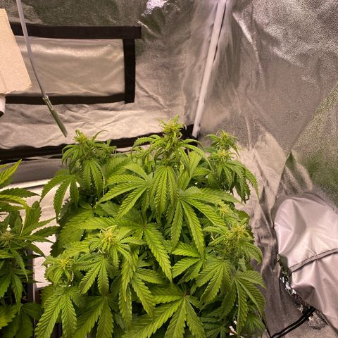 Mimosa Automatic growlog photo: Thirsty 