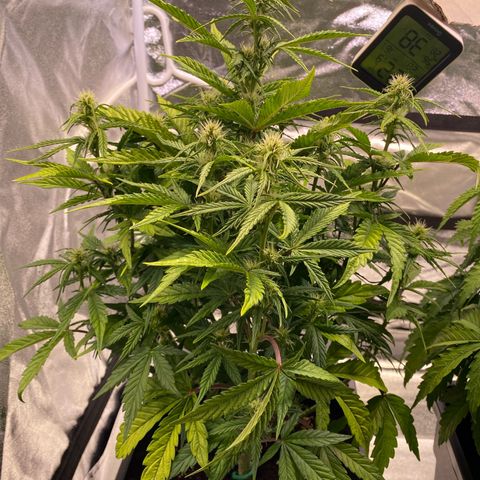 Bubble Kush Automatic growlog timeline photo