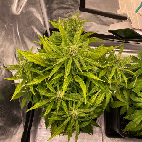 Bubble Kush Automatic growlog timeline photo