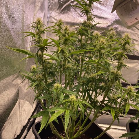 Bubble Kush Automatic growlog photo: after defoliation and lollipopping