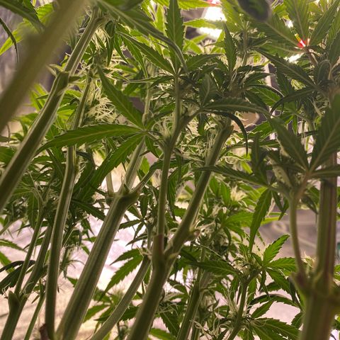 Bubble Kush Automatic growlog photo: after defoliation and lollipopping
