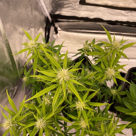 Bubble Kush Automatic growlog photo: after defoliation and lollipopping