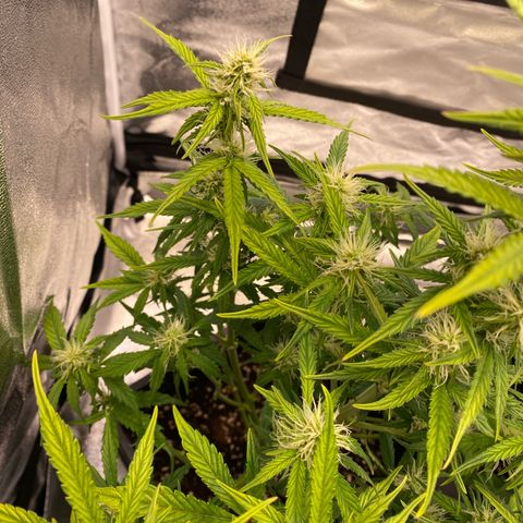 Bubble Kush Automatic growlog timeline photo