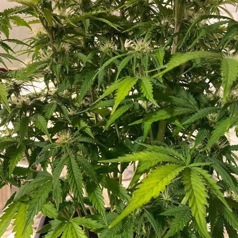 Mimosa Automatic growlog timeline photo