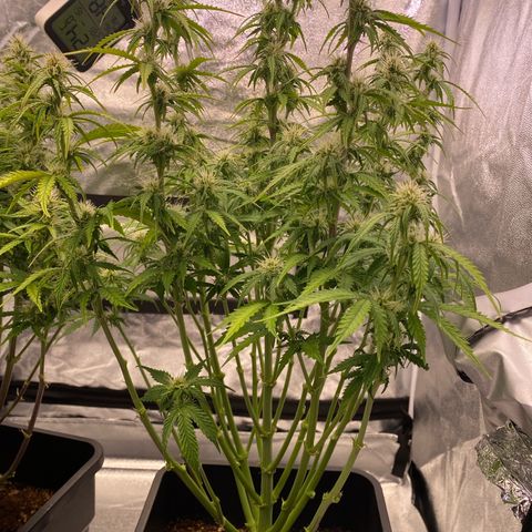 Mimosa Automatic growlog photo: after defoliation and lollipopping