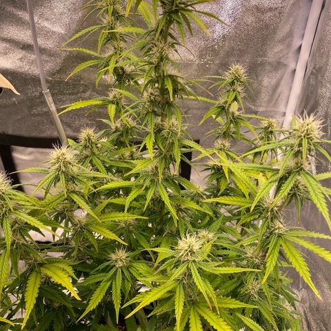 Mimosa Automatic growlog timeline photo