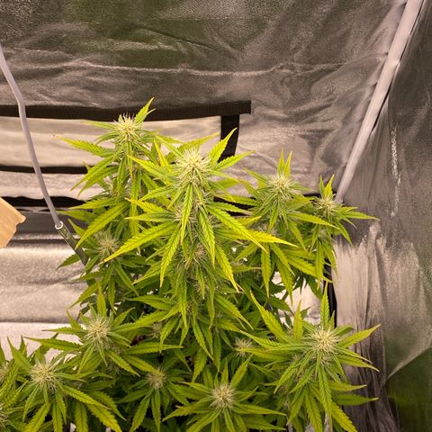 Mimosa Automatic growlog timeline photo