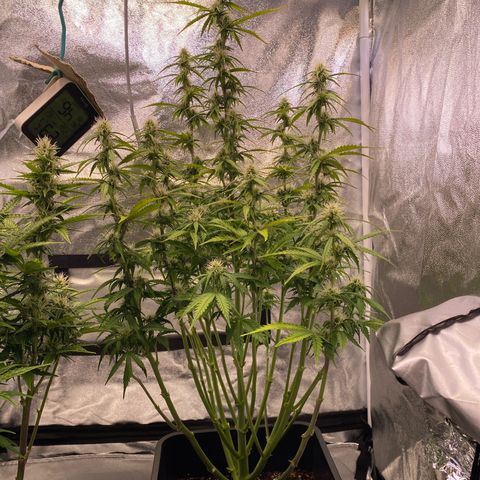 Mimosa Automatic growlog timeline photo