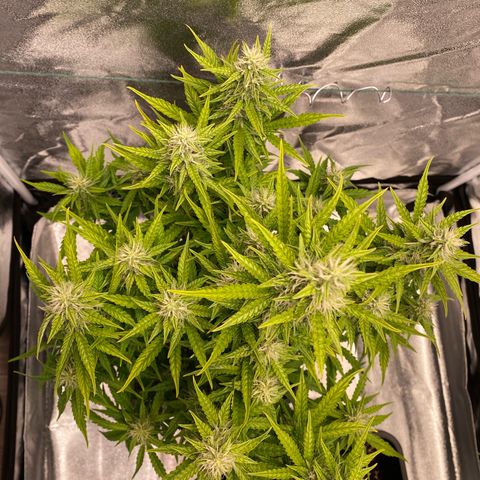 Bubble Kush Automatic growlog timeline photo