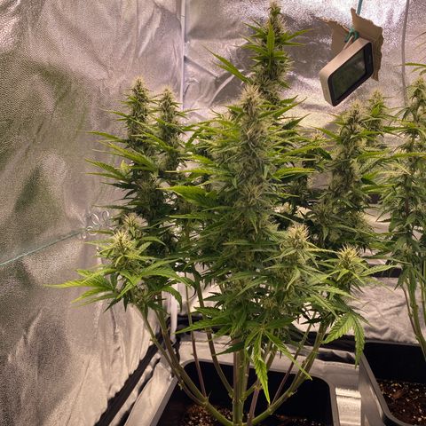 Bubble Kush Automatic growlog timeline photo