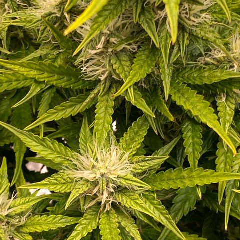 Bubble Kush Automatic growlog timeline photo