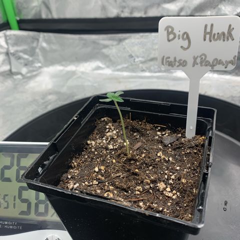 Big Hunk growlog timeline photo