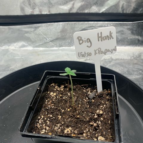 Big Hunk growlog timeline photo