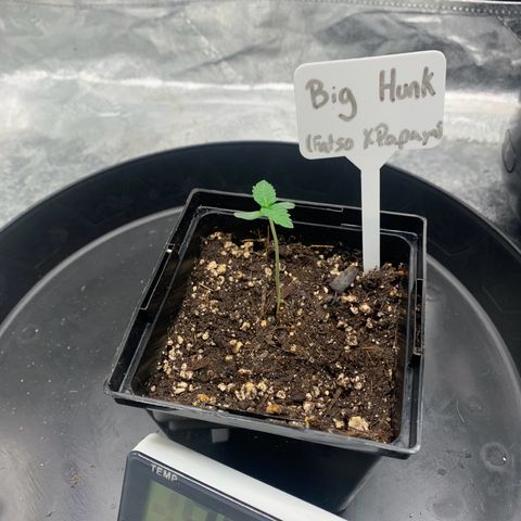 Big Hunk growlog timeline photo