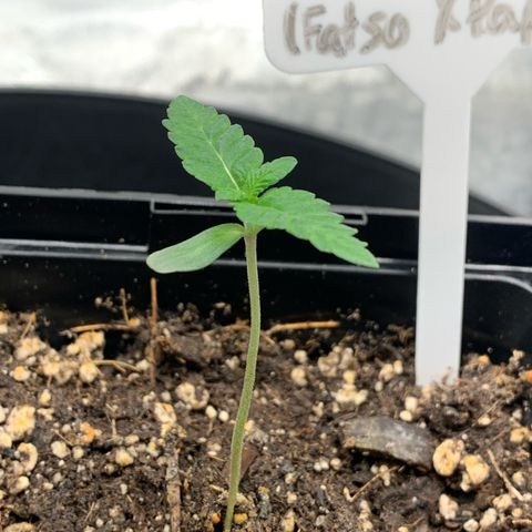 Big Hunk growlog timeline photo