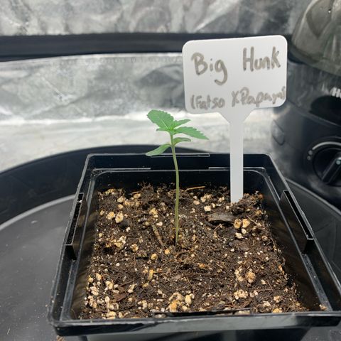 Big Hunk growlog timeline photo