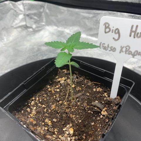 Big Hunk growlog timeline photo