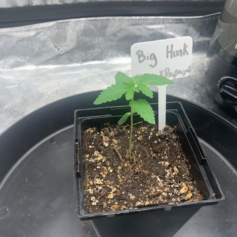 Big Hunk growlog timeline photo