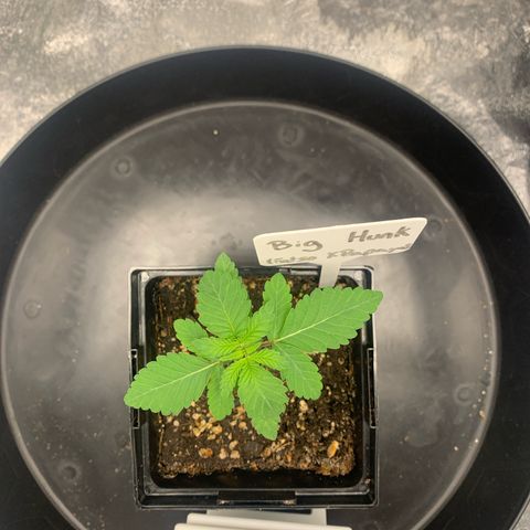 Big Hunk growlog timeline photo