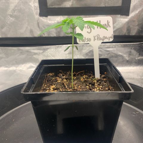 Big Hunk growlog timeline photo